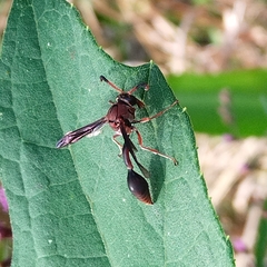 Zeta argillaceum