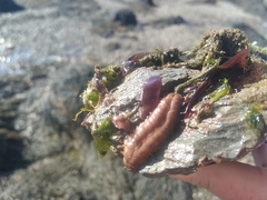 Lepidonotus squamatus