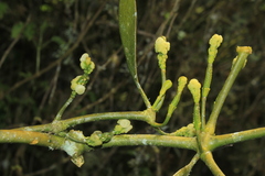 Phoradendron nervosum