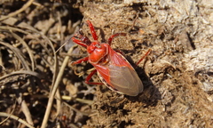 Apiomerus spissipes