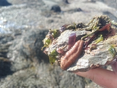 Lepidonotus squamatus