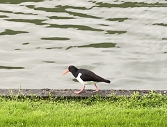 Haematopus ostralegus