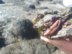 Lepidonotus squamatus