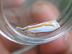 Crambus girardellus
