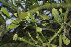 Phoradendron nervosum