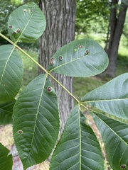 Phylloxera foveola