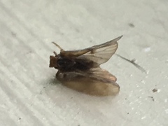 Bothriocera maculata