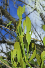 Phoradendron nervosum