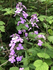 Hesperis matronalis