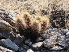 Echinocereus engelmannii engelmannii