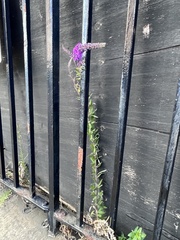 Linaria purpurea