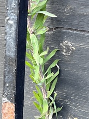 Linaria purpurea