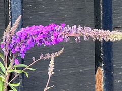 Linaria purpurea