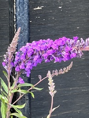 Linaria purpurea