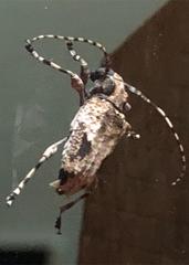 Aegomorphus jaspideus