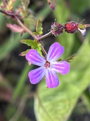 Geranium robertianum