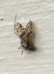 Bothriocera maculata