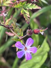Geranium robertianum