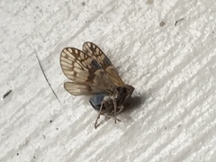 Bothriocera maculata