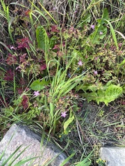 Geranium robertianum