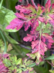 Geranium robertianum