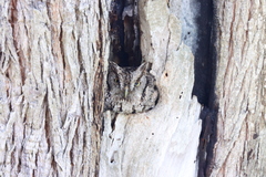 Megascops asio mccallii