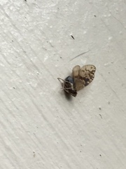 Bothriocera maculata