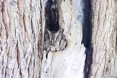 Megascops asio mccallii