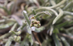 Ivesia santolinoides