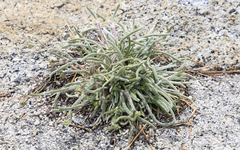 Ivesia santolinoides