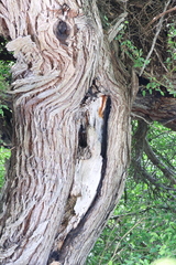 Megascops asio mccallii