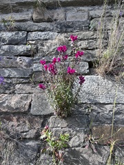 Antirrhinum majus