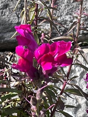 Antirrhinum majus