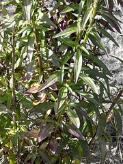 Antirrhinum majus