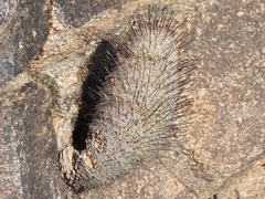 Mammillaria grahamii