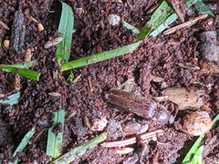 Hemicrepidius nemnonius