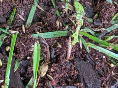 Hemicrepidius nemnonius