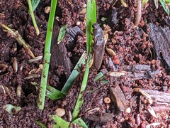 Hemicrepidius nemnonius