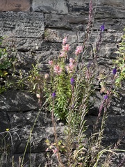 Antirrhinum majus
