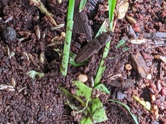 Hemicrepidius nemnonius