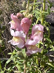 Antirrhinum majus