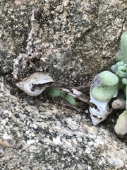 Plectostylus chilensis