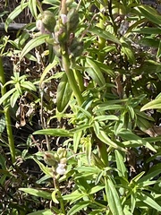 Antirrhinum majus