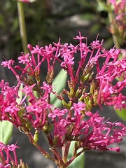 Centranthus ruber