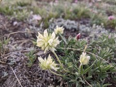 Trifolium dasyphyllum