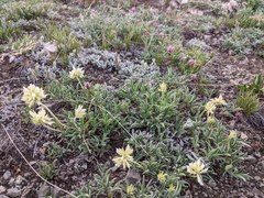 Trifolium dasyphyllum