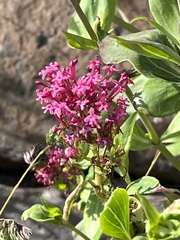 Centranthus ruber