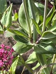 Centranthus ruber