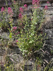 Centranthus ruber