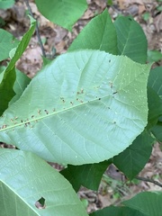 Caryomyia striolata